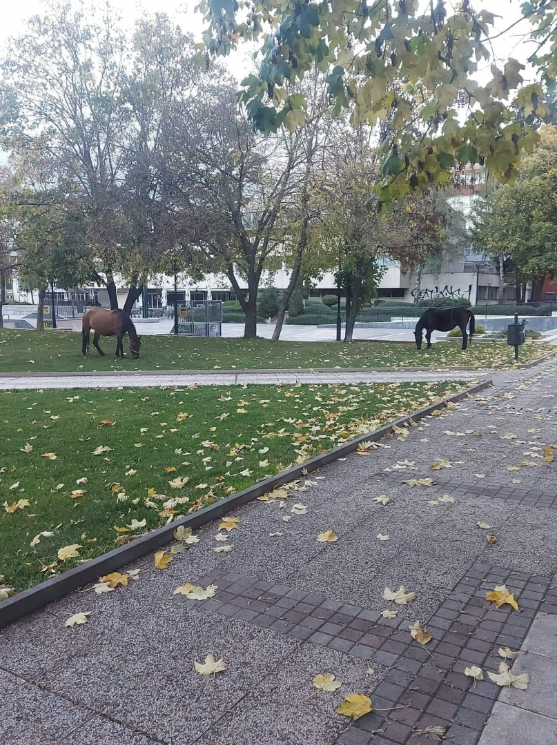 Жителите на Самоков в потрес, в центъра на града се разхождат... СНИМКИ