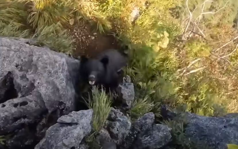 Инфарктно ВИДЕО! Турист среща мечка в планината и става страшно