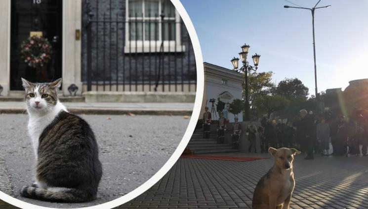 Световните знаменитости: Бездомното куче пред НС и котаракът Лари от "Даунинг стрийт"