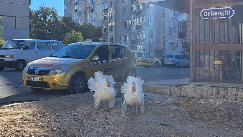 Такова нещо в Добрич не се вижда всеки ден СНИМКИ