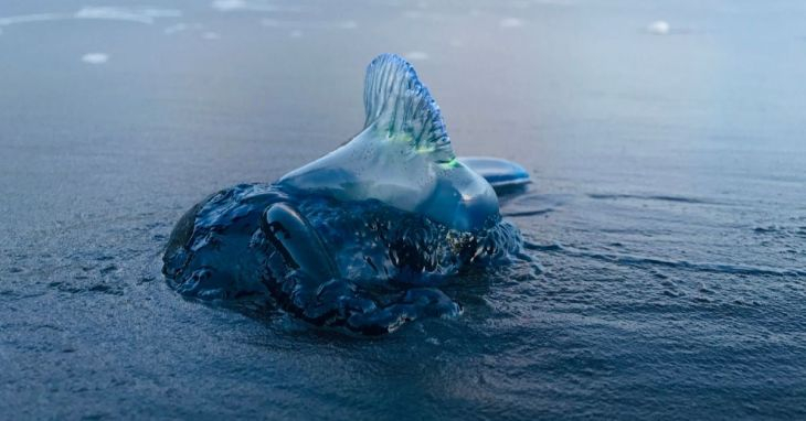 Тревога: Смъртоносни медузи обграждат Албиона