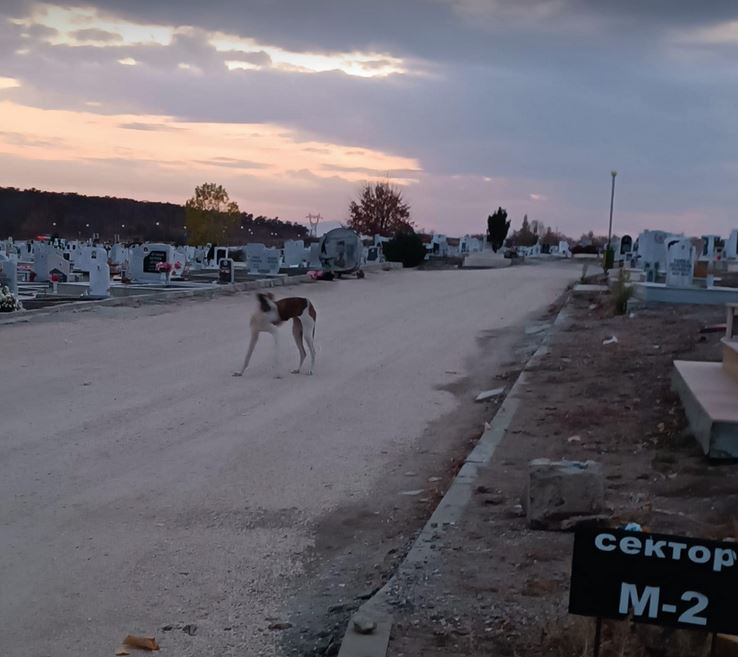 Това ли е българският Хачико? Куче не се отделя от гроб в наш град СНИМКИ