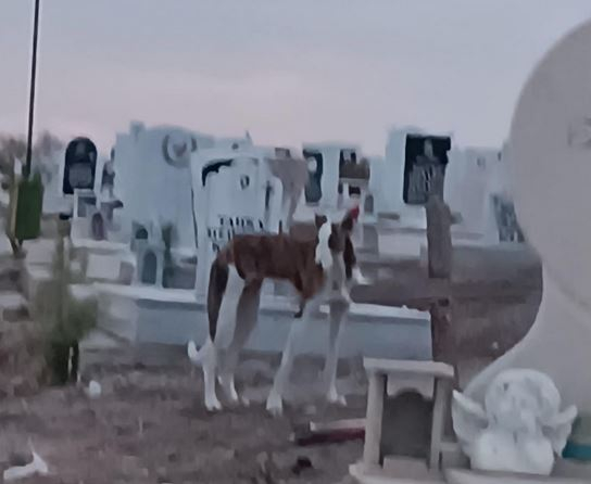 Това ли е българският Хачико? Куче не се отделя от гроб в наш град СНИМКИ