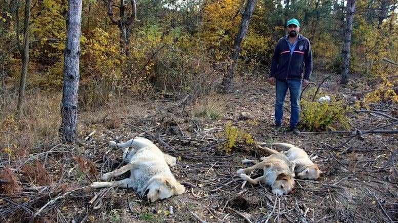 Убийците на серж. Бъчваров екзекутирали 5 кучета, за да... СНИМКИ