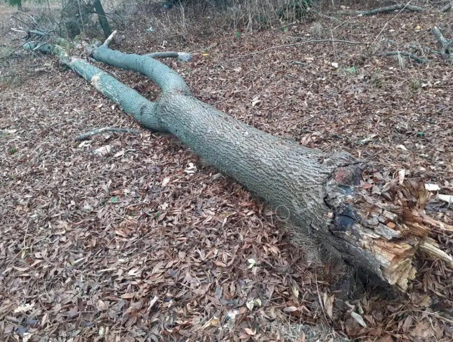 Такова чудо в Хасково от 100 години не е било! СНИМКИ