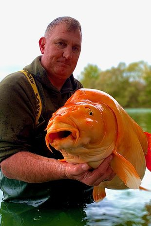 Златната рибка е истинска и тежи 30 кг, рибар я улови ВИДЕО