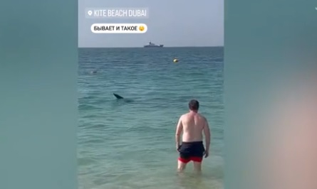 Зрелищно ВИДЕО: Акула заседна в дубайски залив, където плуват туристи 