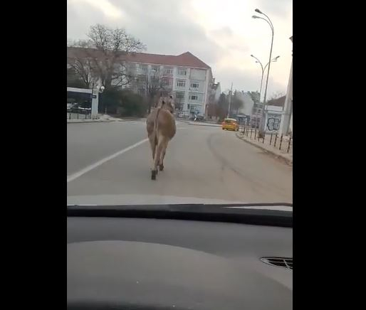 Варненските шофьори в шок заради магаре, всички се опитват да... СНИМКИ