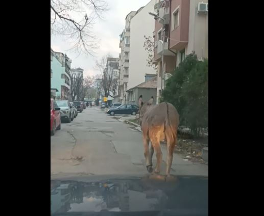 Варненските шофьори в шок заради магаре, всички се опитват да... СНИМКИ