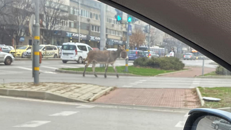 Трагична съдба за магарето, което побърка цяла Варна
