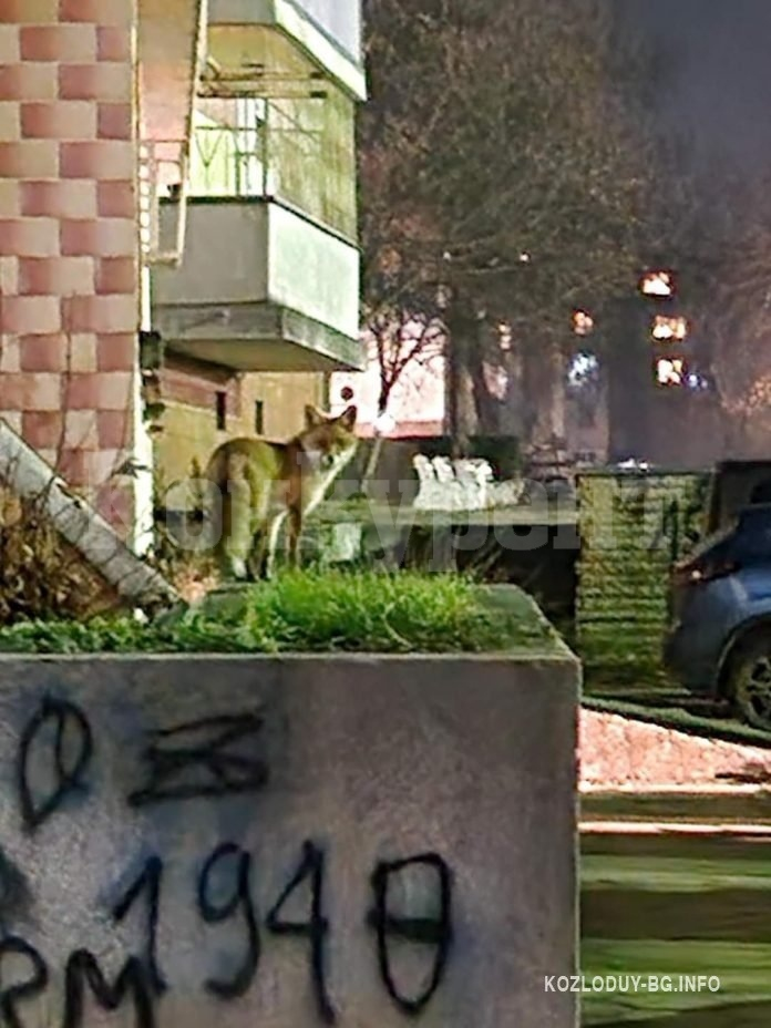 Лисица броди из улиците в Козлодуй, а граждани алармират, че... СНИМКИ