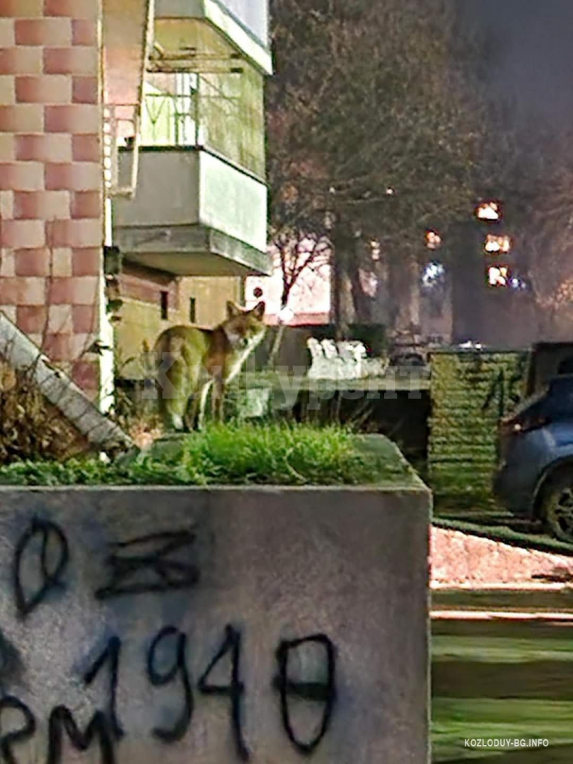 Лисица броди из улиците в Козлодуй, а граждани алармират, че... СНИМКИ