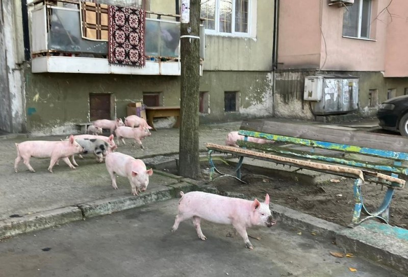 Ставаме ли вегани: Цяло семейство прасета оцеля на Нова година и дори се разходи 