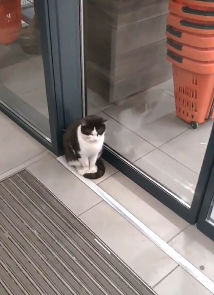 Коте "на промоция" в магазин за хранителни стоки вбеси мрежата СНИМКИ