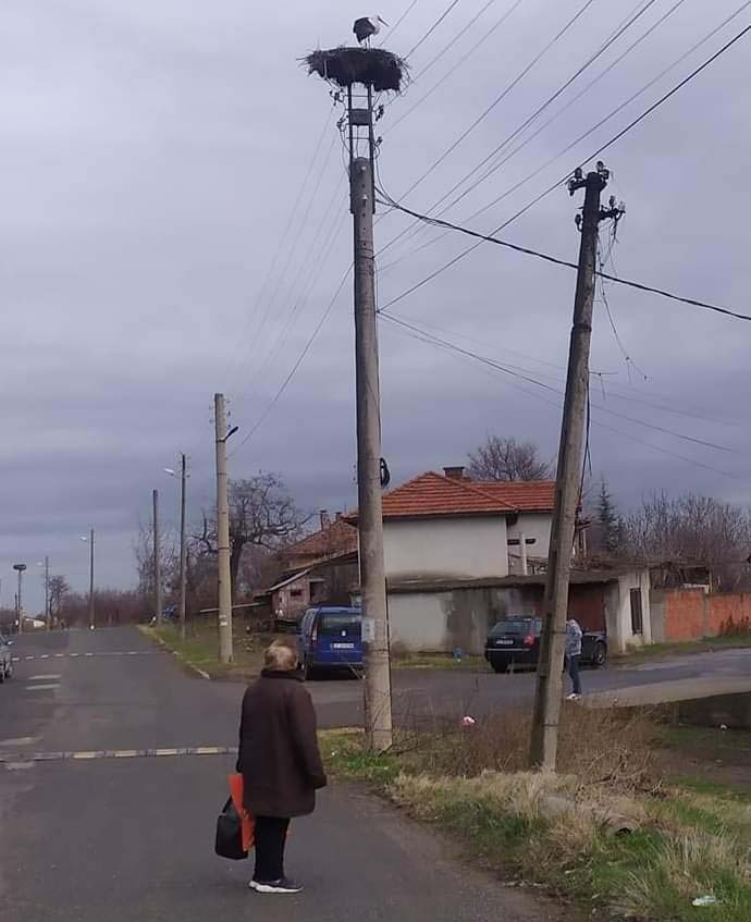 В Родопите гледат и не вярват на очите си, такова нещо посред зима не е ставало СНИМКА 