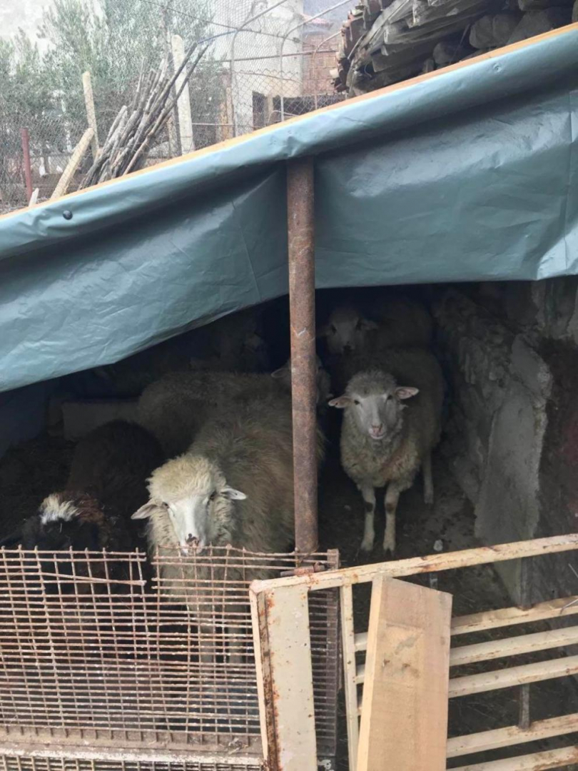 Пълен шок: Свиха стадо овце в Сливенско, цената им над 50 бона, а причината... СНИМКА