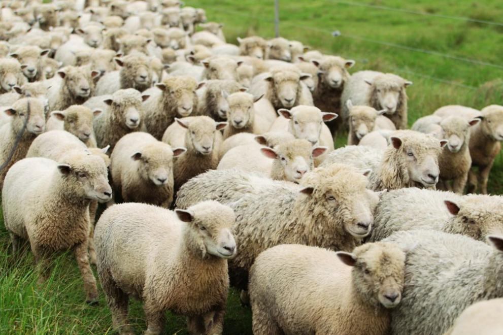 Пълен шок: Свиха стадо овце в Сливенско, цената им над 50 бона, а причината... СНИМКА
