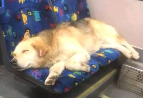 Гореща новина за кучето Сами, кръстосало цяла София с градския транспорт 