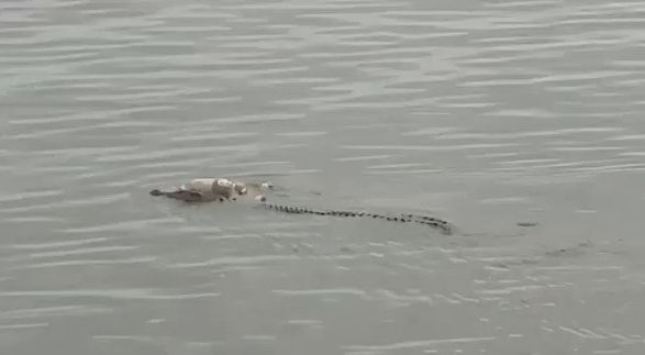 Шокиращо ВИДЕО: Крокодил върна тялото на удавило се дете