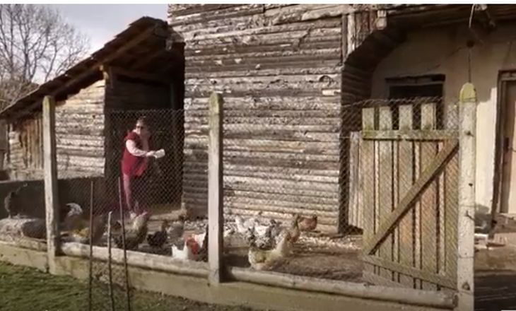 Кокошки в ловешко село снасят зелени яйца, не е за вярване колко са полезни