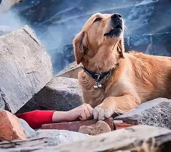 Българско спасително куче измъкна изпод руините оцеляла в Антакия ВИДЕО
