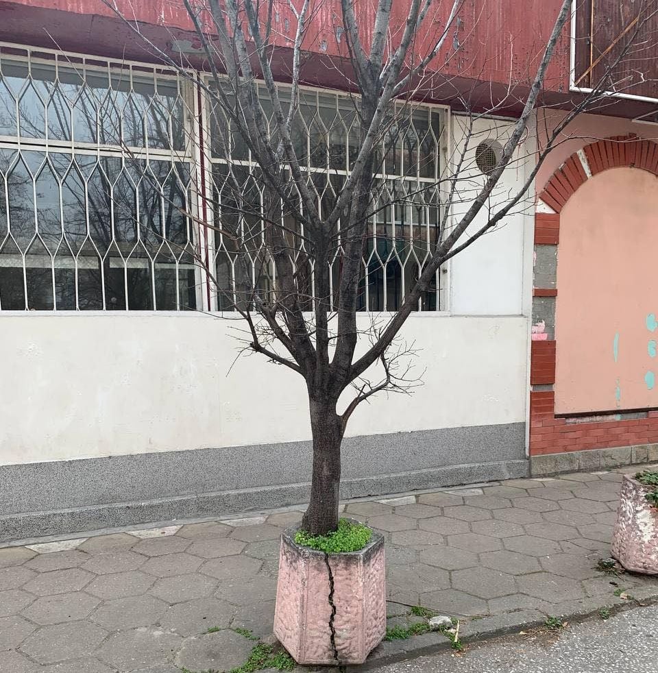 Дърво "поникна" на изумително място в Пловдив, хората треперят от страх, защото... СНИМКИ