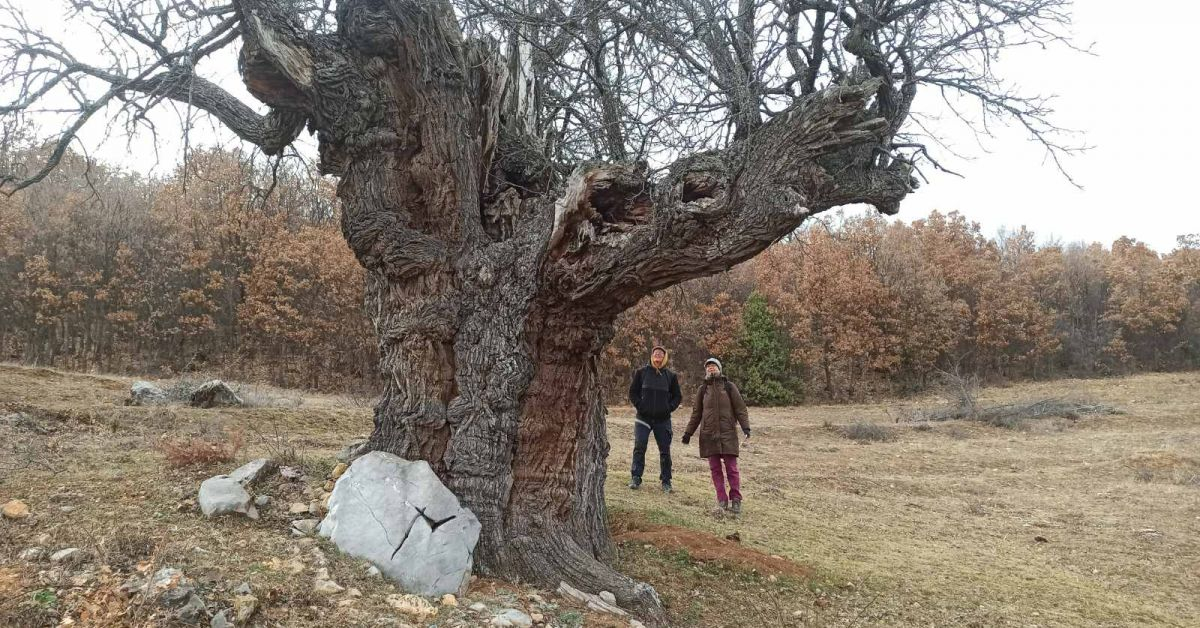 Това е най-впечатляващото дърво в България СНИМКИ