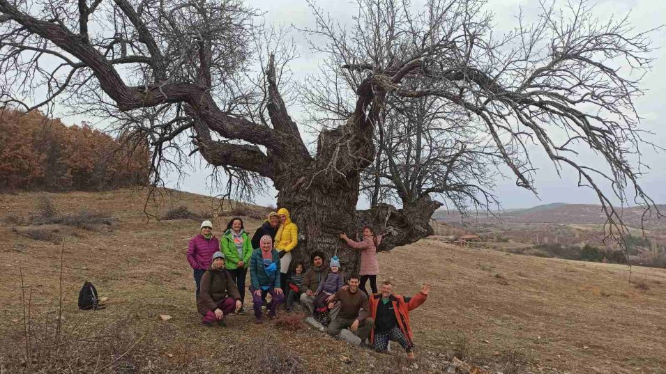 Това е най-впечатляващото дърво в България СНИМКИ