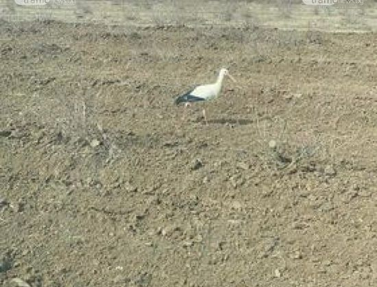 В Пловдивско ликуват! Вижда се краят на зимата СНИМКА