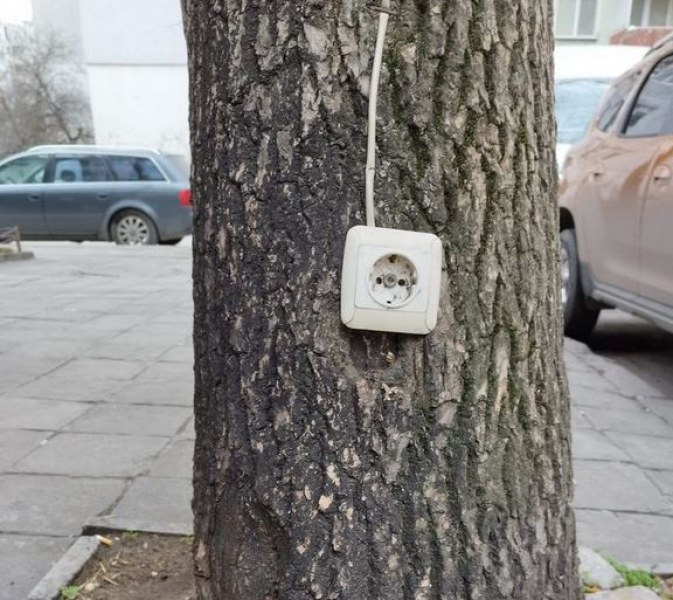 Цяла Варна се чуди защо на това дърво има... СНИМКА