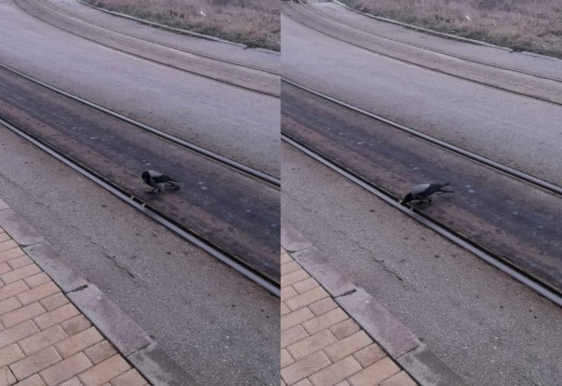 Сива врана върху релсите в София взриви мрежата с постъпката си 