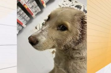 Отрязаха ушите на бездомно кученце в София с лозарска ножица ВИДЕО