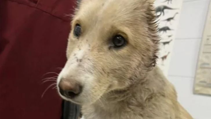Вендета за изродите, отрязали ушите на куче в София