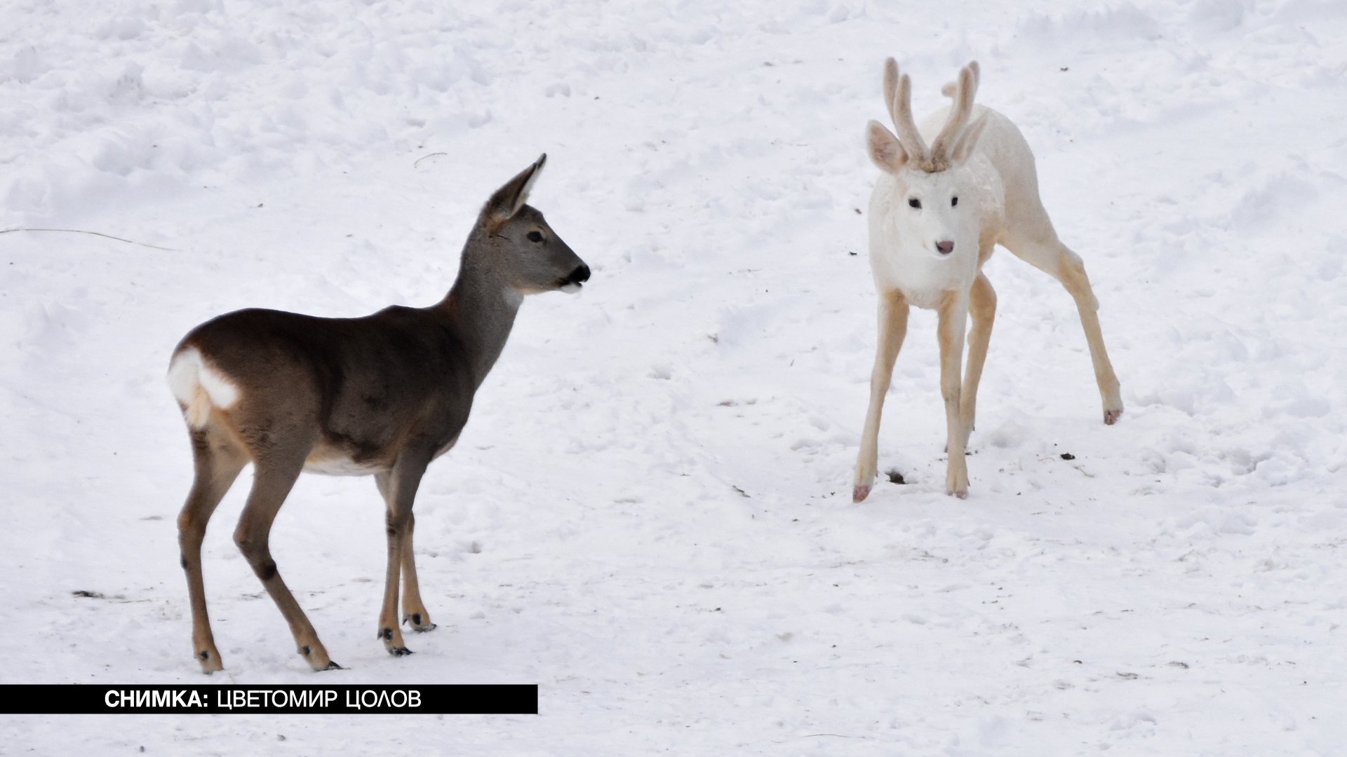 Красота: Заснеха уникално бяло създание в Родопите ВИДЕО