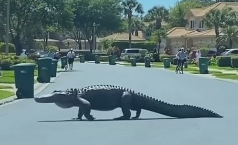 Потрес! 10-метров алигатор се разходи по оживена слънчева улица ВИДЕО