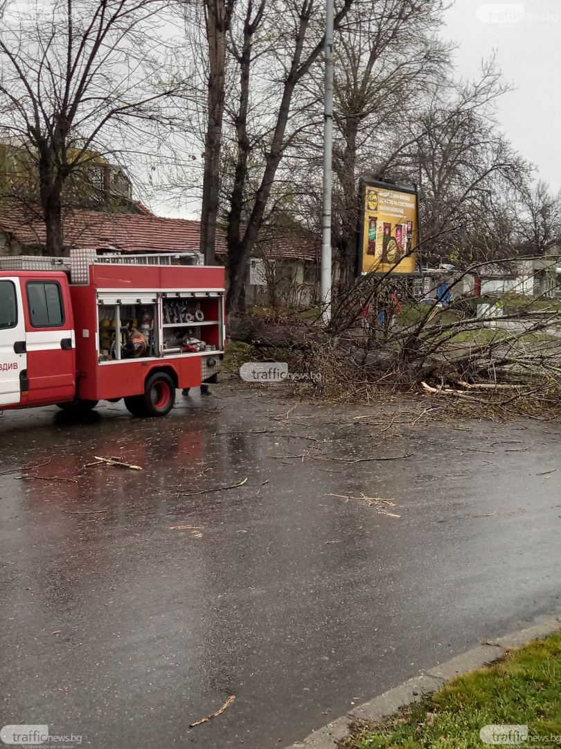 В Пловдив е страшно: Библейска буря удари града, дърво смаза джип в движение ВИДЕО