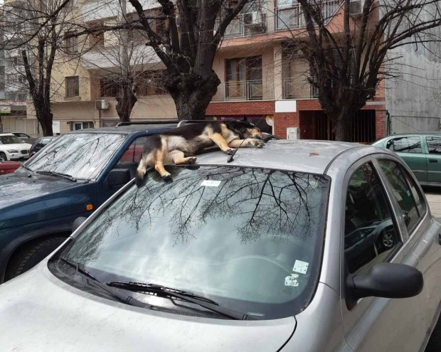 Куче като котка се превърна в сензация във Варна СНИМКА