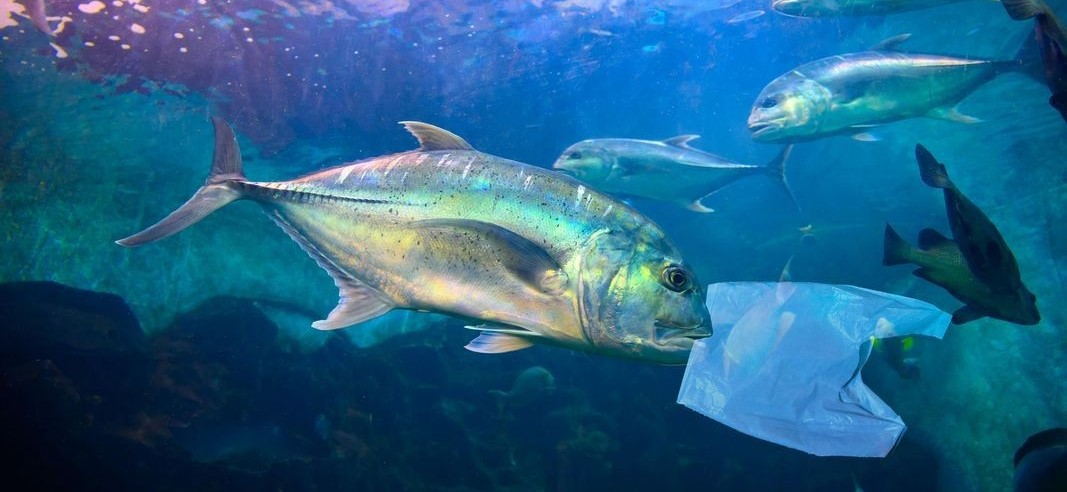 Доц. Райков от БАН каза истината за пластмасата в рибата от Черно море 