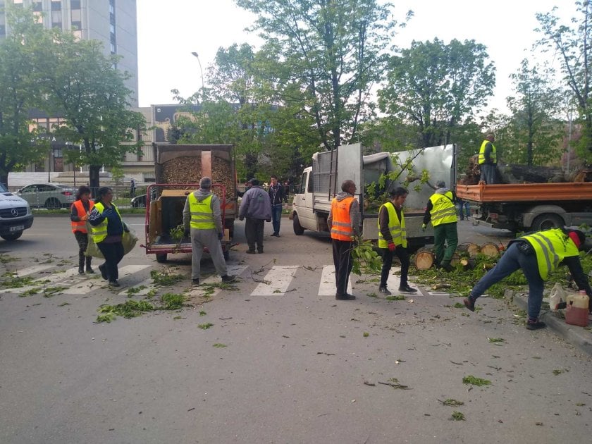 Огромно дърво се сгромоляса на пъпа на Варна СНИМКИ 