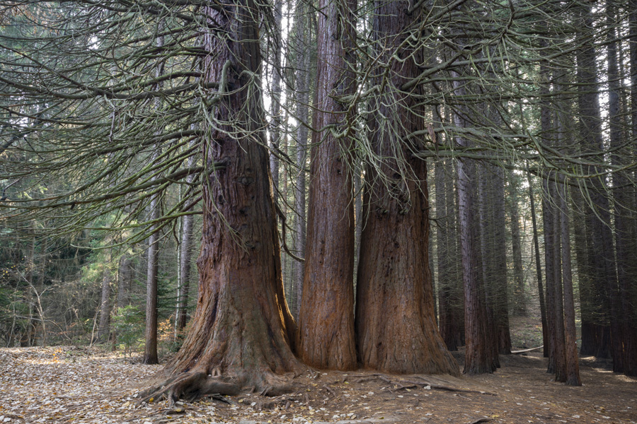 Уникално: У нас има 3 гигантски вековни секвои, но малцина знаят за тях