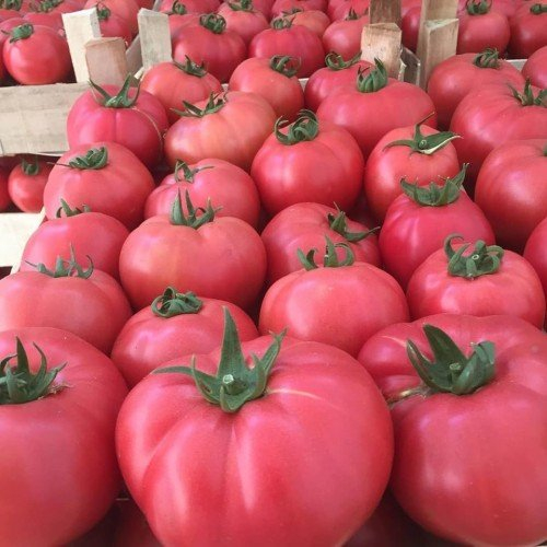 Тревожна прогноза за любимия на всички българи розов домат
