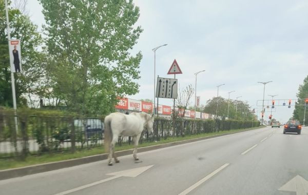 Това рядко животно се появи на булевард в Пловдив и взриви мрежата 