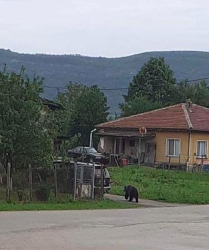  Изгладнели зверове държат габровци на нокти ВИДЕО 