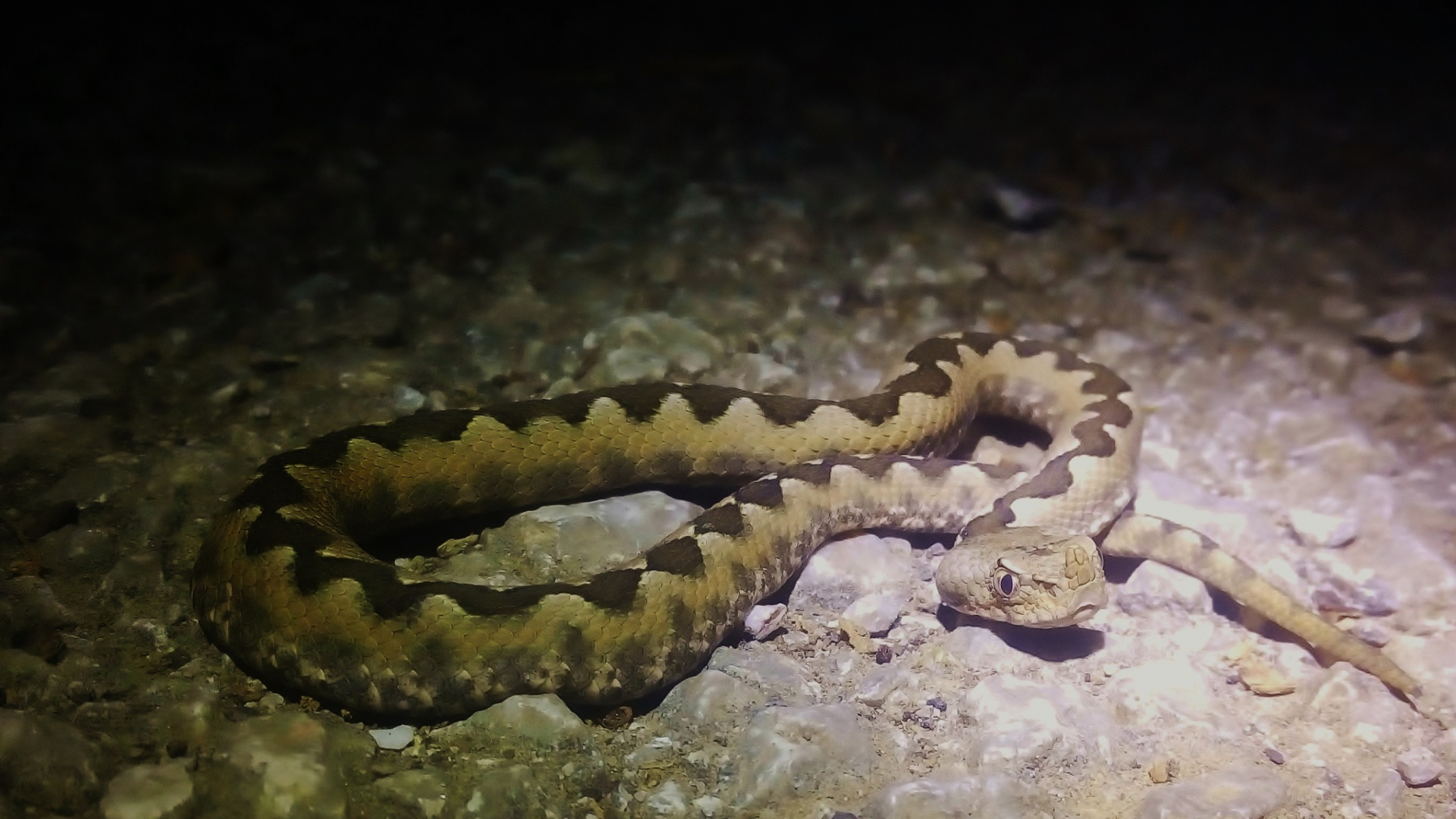 Гледайте си в краката: Отровна змия изпълзя на неочаквано място в София СНИМКА