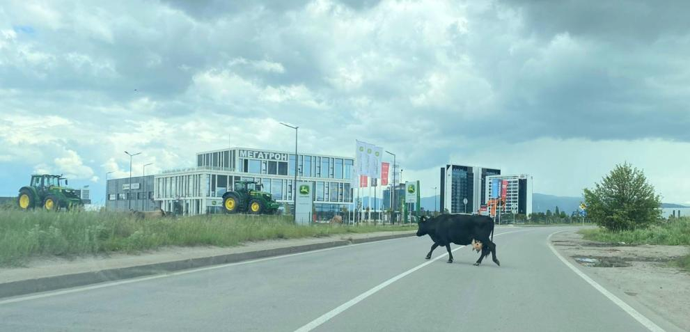 Каубойска държава: Крава галопира до летището в София СНИМКИ