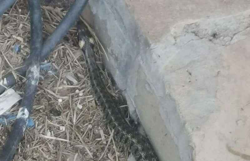 Мъж се уплаши от голяма змия в наш град, в мрежата го сдъвкаха 