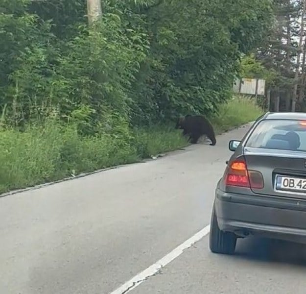 Младеж видя мечка край пътя в Троянско и направи немислимото ВИДЕО