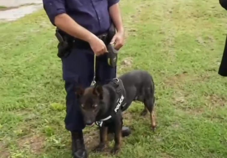 Всички говорят за подвига на полицейското куче Кай във Видинско ВИДЕО