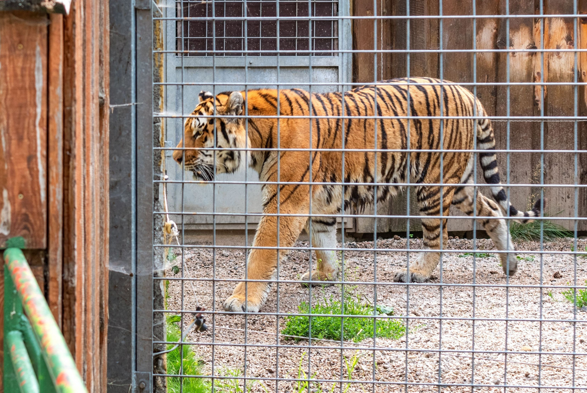 Лудост без край: Посетители в старозагорския зоопарк хранят тигър с пилешко бутче ВИДЕО