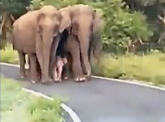 Такова слонче със сигурност през живота си никъде не сте виждали ВИДЕО